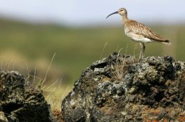 A large part of the world population of whimbrels are in Iceland.