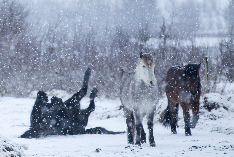 The Icelandic horse has a thick coat during the winter …