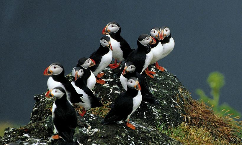 The puffin resides in cliffs all over Iceland and feeds …