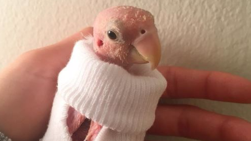 Eigandi Rheu litlu útbjó yfirhöfn fyrir hana.