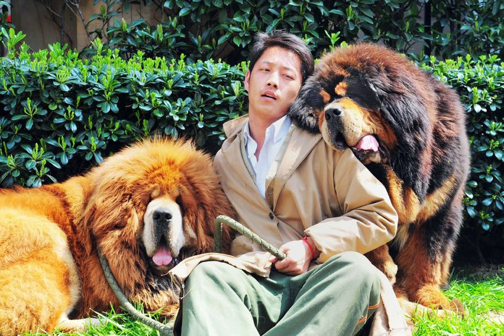 Maður með tvo hunda af tegundinni tibetan mastiff á hundasýningunni …