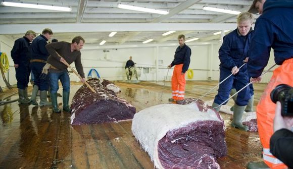 Beita sér gegn íslenskum hvalveiðum
