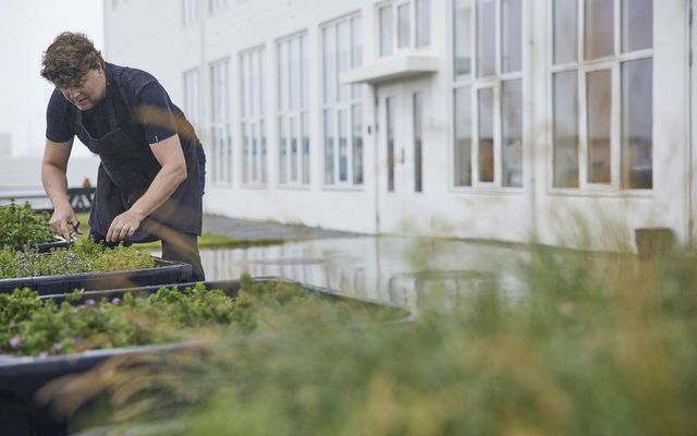 Leifur Kolbeinsson er með dásamlegan matjurtargarð við Marshallhúsið út á Granda og jurtirnar nýtir hann …