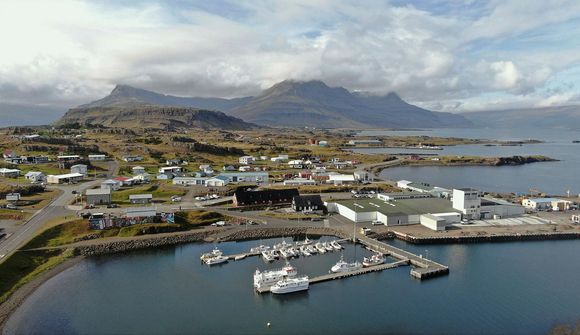 Aftur slátrað á Djúpavogi