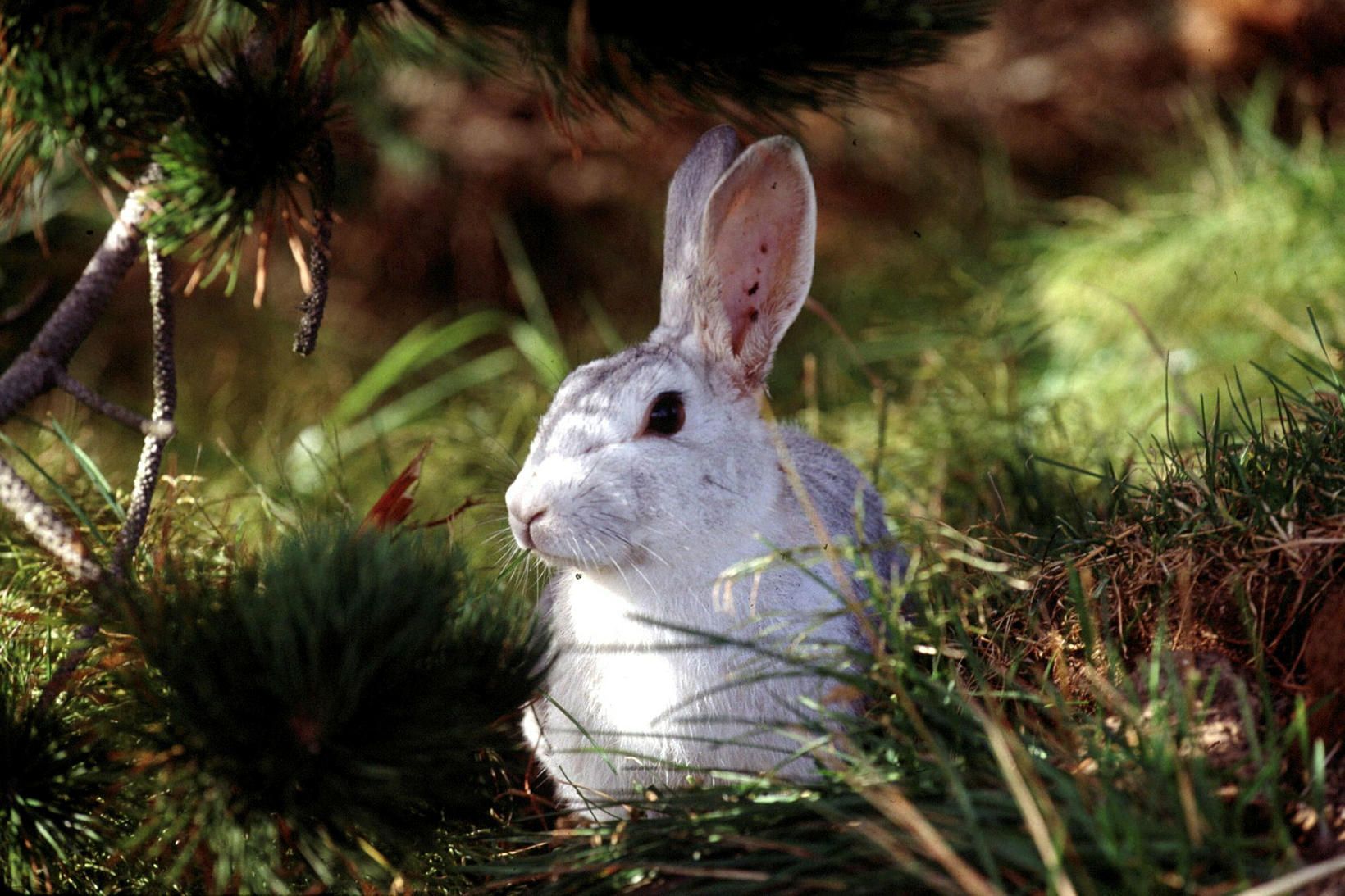 Kanínur hafa verið í vandræðum á japönsku eyjunni Okunoshima.