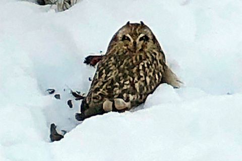 This owl was spotted in a garden in Vesturgata yesterday.