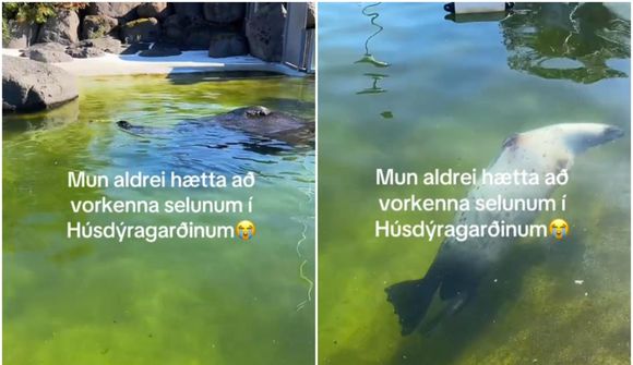 Vorkennir selunum í húsdýragarðinum