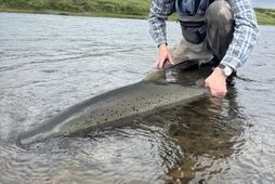 Lengdin sést svo vel hér og hausinn er stór og veiðiugginn einnig.