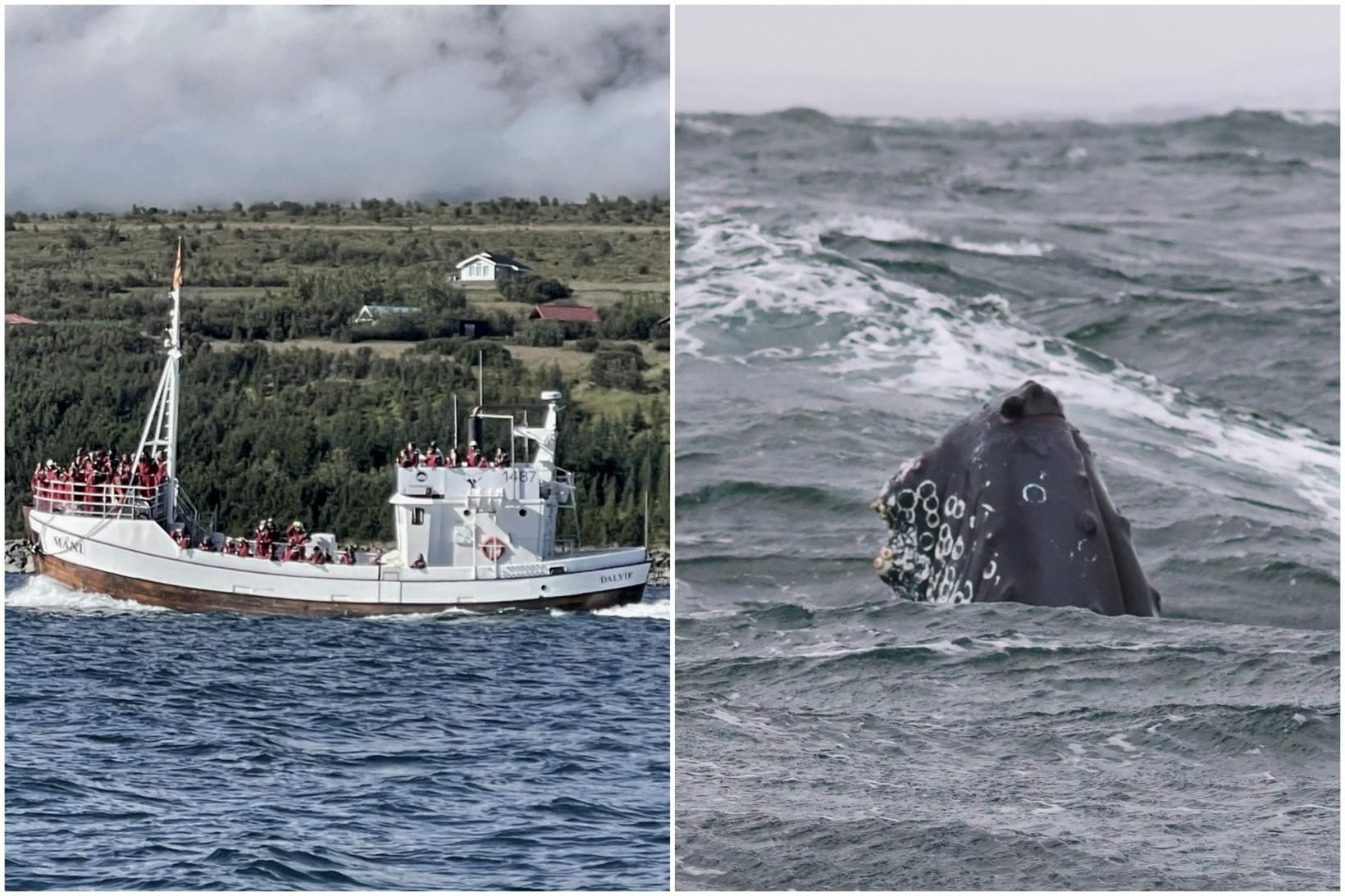 Hvalaskoðunarbáturinn Máni kom að hnúfubaknum í öngum sínum laust fyrir …
