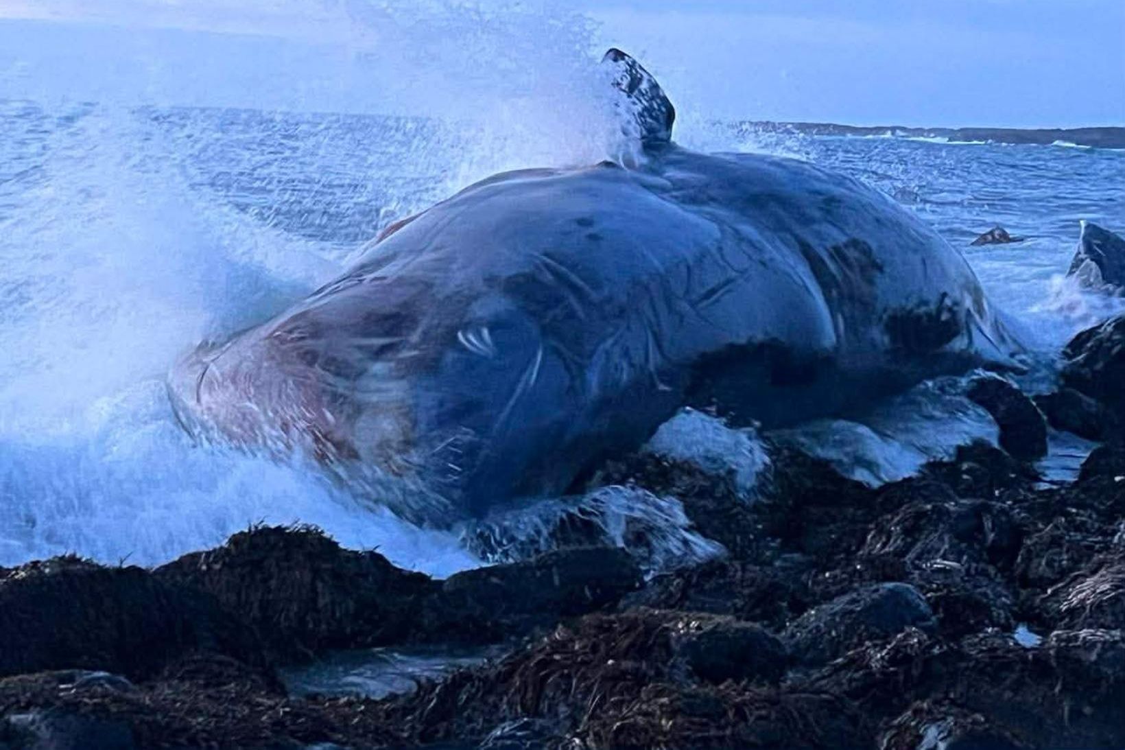 Búrhval rak á land: „Stórkostleg sjón“