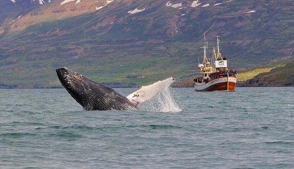 Skora á matvælaráðherra að hefja hvalveiðar