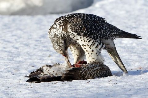 Photo: Skapti Hallgrímsson