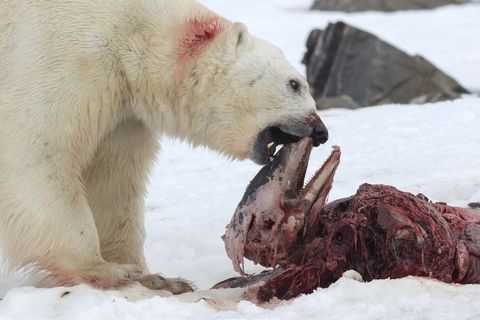 A polar bear eating a seal in Svalbard.