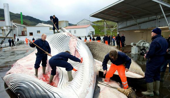Tæplega 5% Íslendinga skrifað undir söfnunina 
