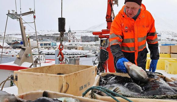 Yfir 100 skip fá ekki grásleppukvóta