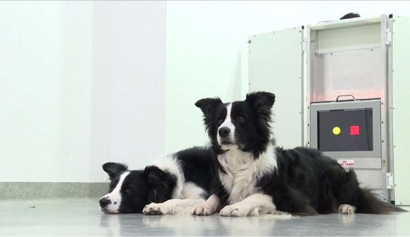 Víst hægt að kenna gömlum hundi að sitja