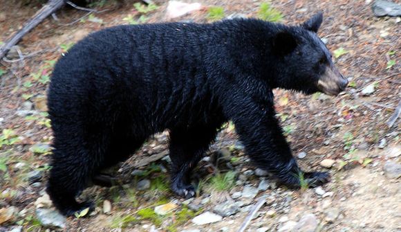 Hundur rak svartbjörn á brott