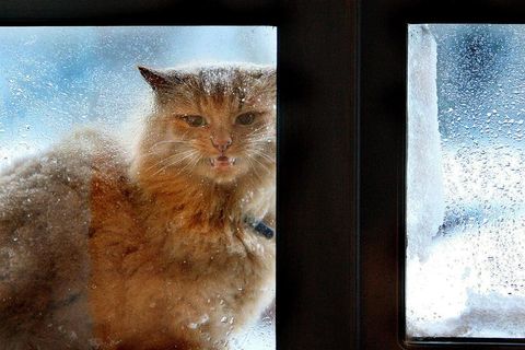 Cats are a popular pet in Reykjavik