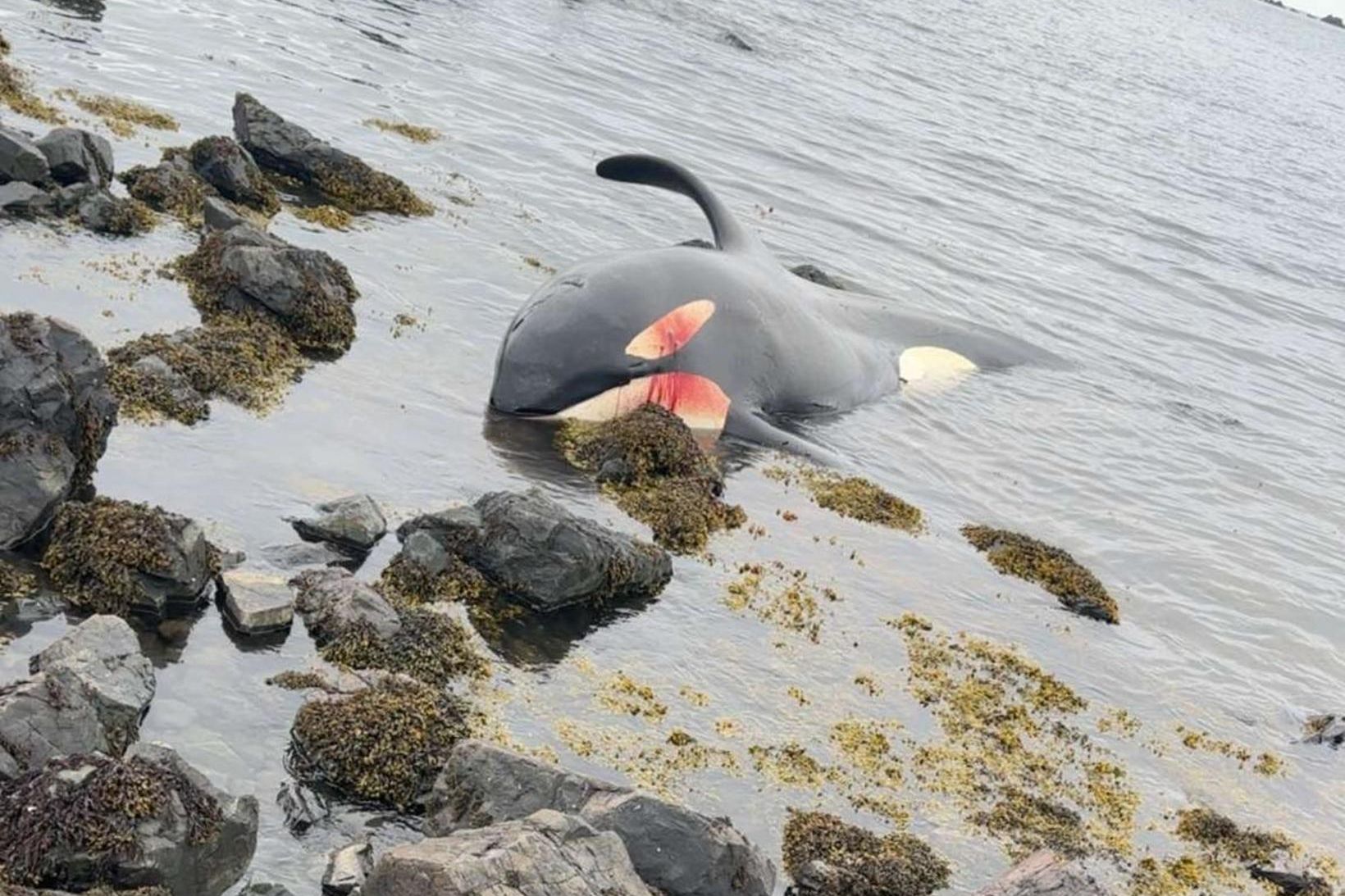Svo virðist vera sem háhyrningurinn hafi verið aflífaður með skotvopni.