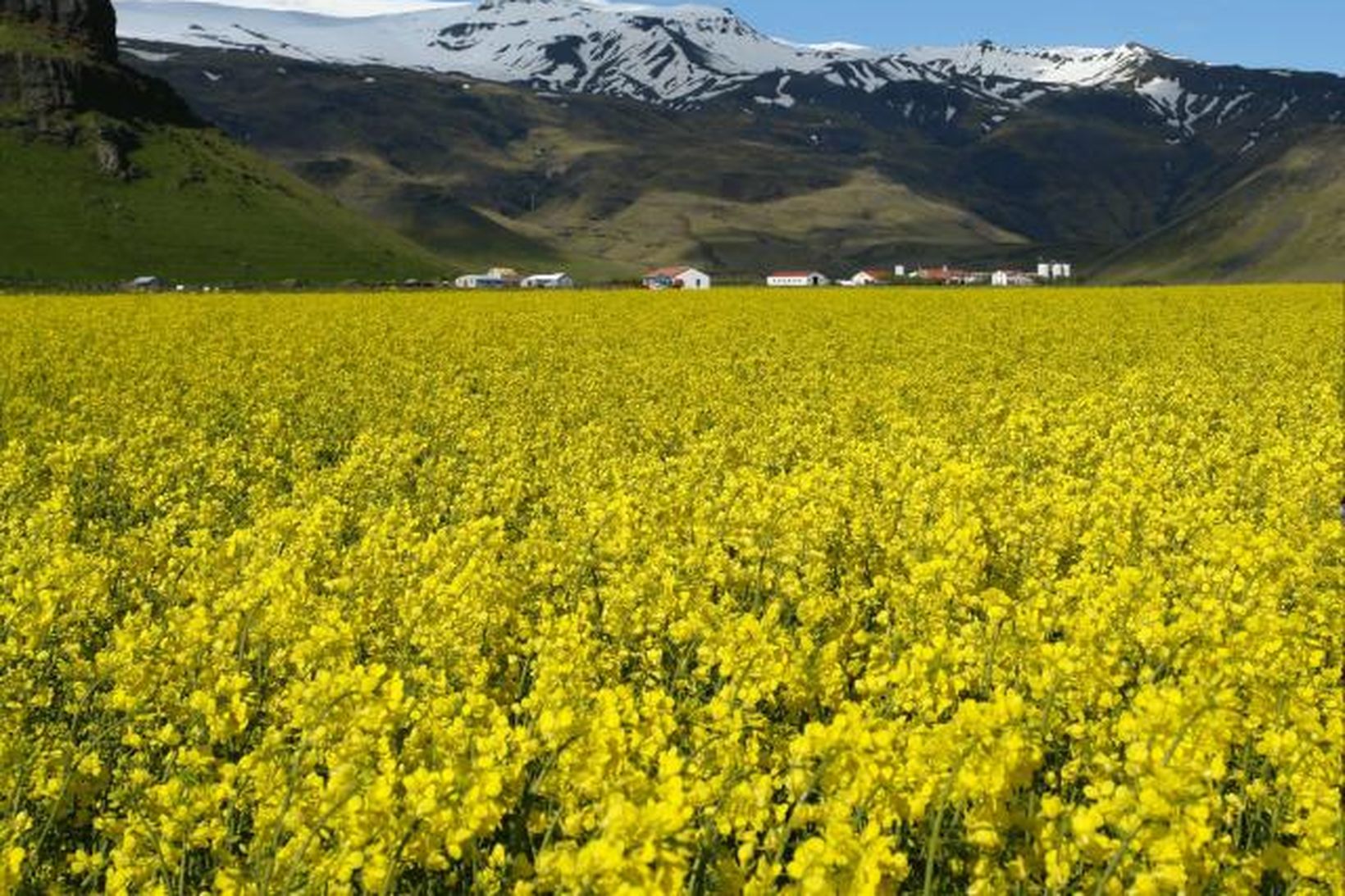 Repjuakur í blóma á Þorvaldseyri.