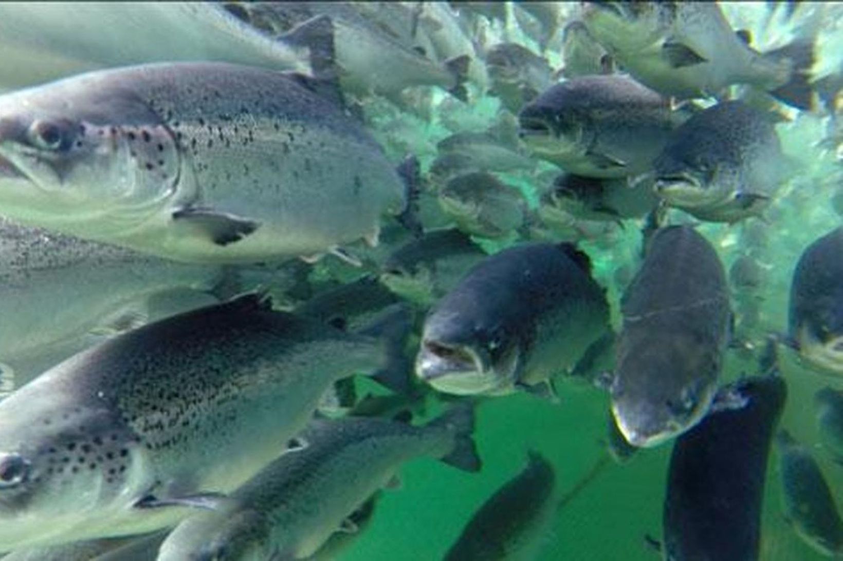 Kyngreining eldisfisks þrifsamleg