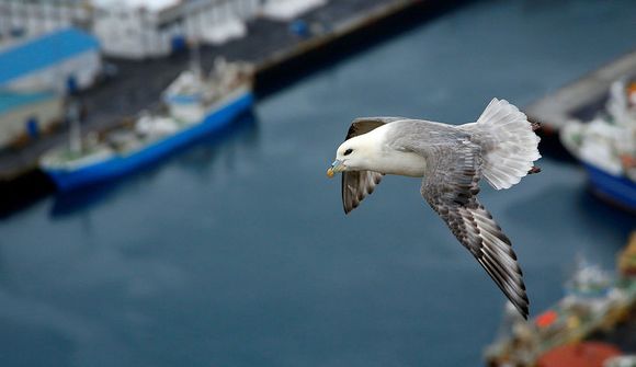 Meira plast í kvenfuglum en karlfuglum