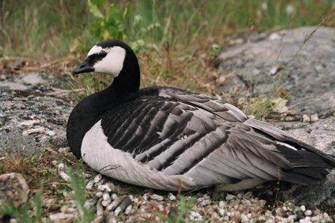 The barnacle goose searches the fields and chooses to harm the farmers.