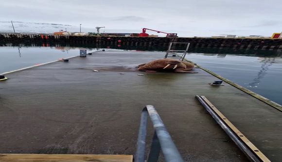 Rostungur í makindum á Breiðdalsvík 