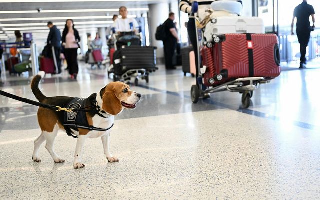 Tollhundur að störfum á flugvellinum í Los Angeles. Bandaríkjamenn fljúga minna nú en á sama …
