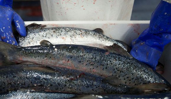 Vilja hlutdeild af gjaldi fiskeldis
