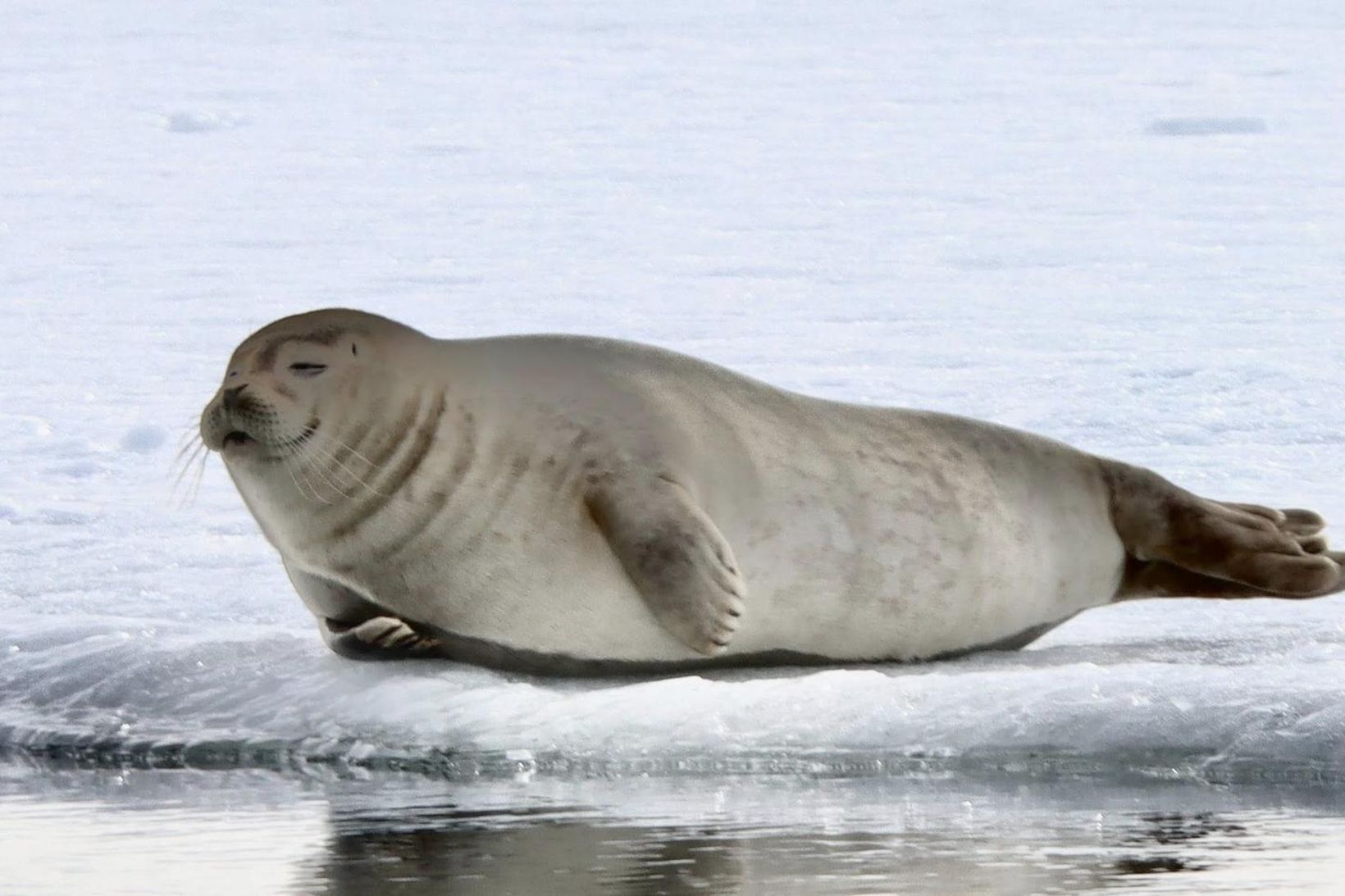 Myndir: Selavaða í Skagafirði vekur lukku
