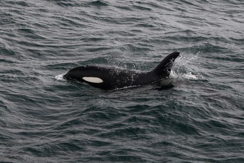 The Snæfellsnes peninsula's fjord at Ólafsvík is the killer whale hotspot in Iceland.