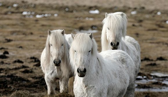 Ótrúlegt myndband af íslenskum hestum vekur heimsathygli