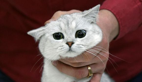 Dularfullt kattarmál í smábæ
