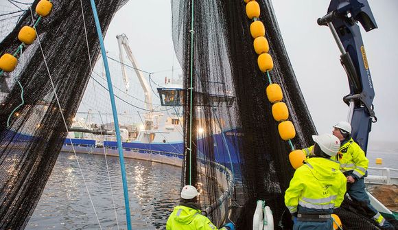 Tæma Reyðarfjörð eftir að veira greindist í laxi