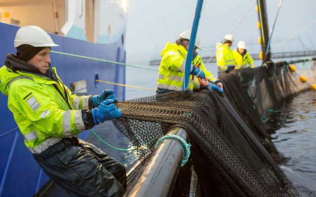 Framleiðslumet var sett í fiskeldi á Íslandi á síðasta ári. Aldrei hefur verið framleitt meira …