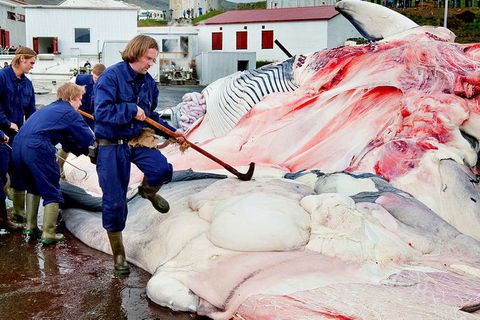 A whale being cut up and prepared at the whaling station in Hvalfjörður.