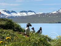 Hafnarhólminn Borgarfjörður eystri lundar