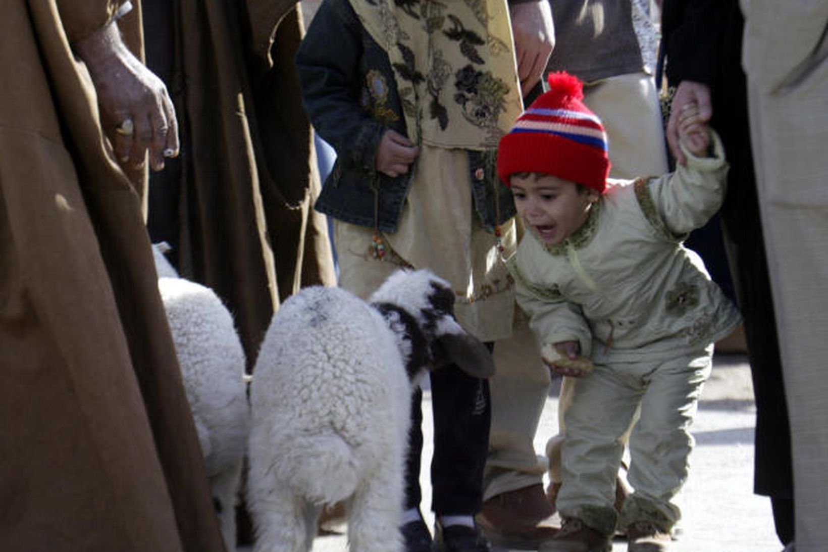 Barn talar við lamb sem slátra átti fyrir Eid al-Adha …