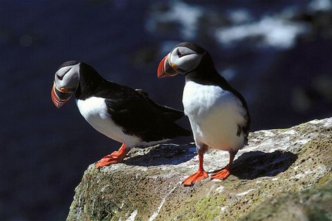 Puffin numbers have gone dangerously low in recent years.