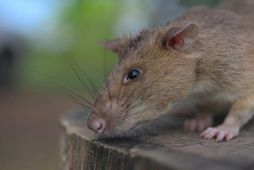 Rat earns world record for sniffing landmines in Cambodia