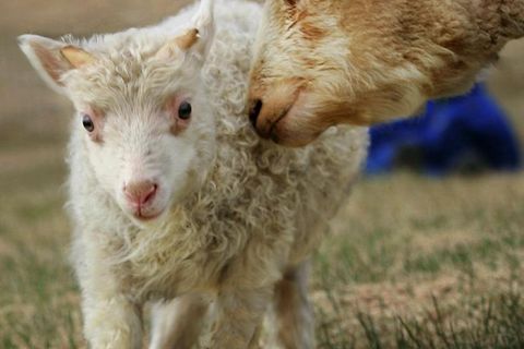 Nine men in two camper vans caught a lamb and killed it.