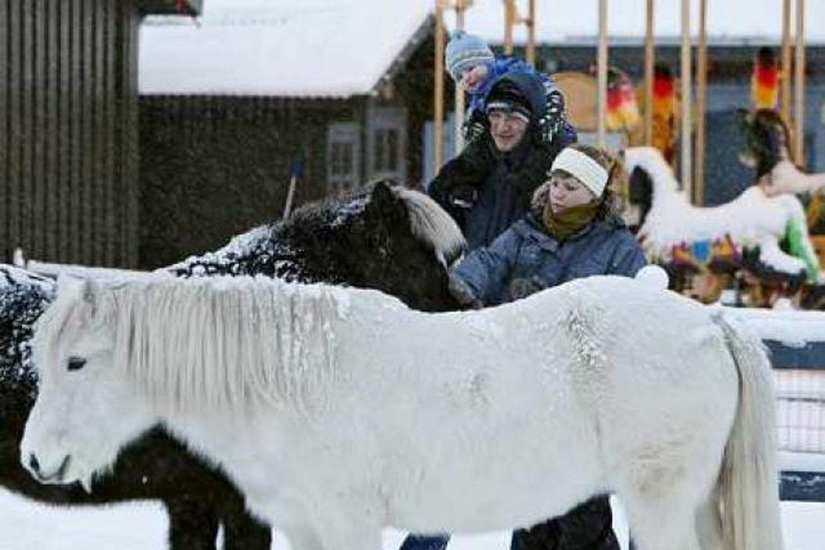 Hestarnir í Húsdýragarðinum eru í vetrafeldinum og spókuðu sig úti …