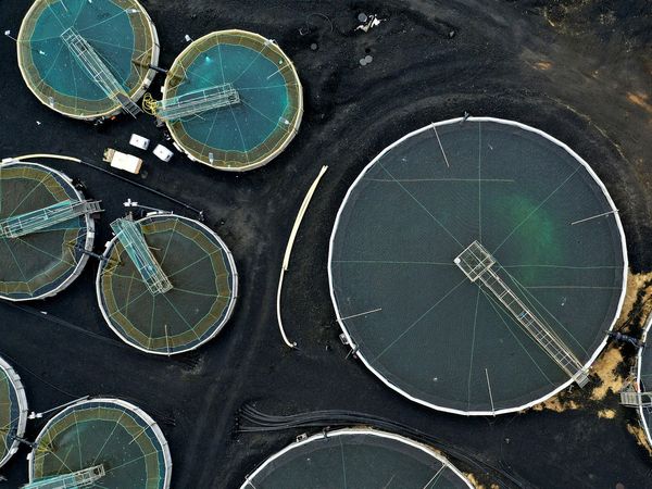 Land-based aquaculture companies have long sought to be aligned with agriculture rather than the fisheries sector.