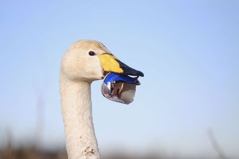 The poor swan has an aluminium can stuck to its beak.