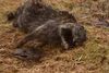 Raccoon found- and killed in Reykjanes, South-West Iceland