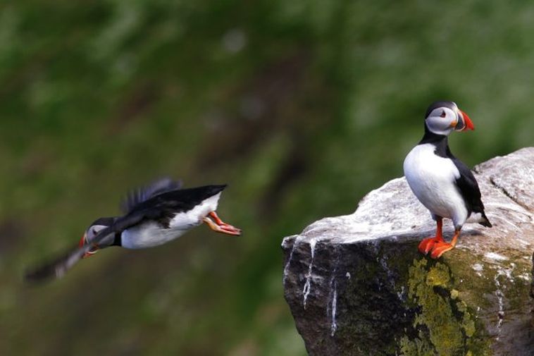 Puffins arrive in Grímsey