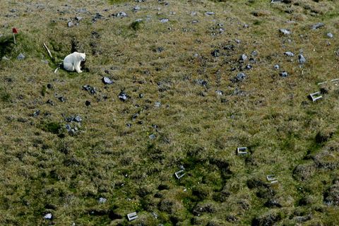 A photo of a polar bear spotted in Skagafjörður, North Iceland in 2016. The polar bear was near a farm where children were playing. It was shot by local police.