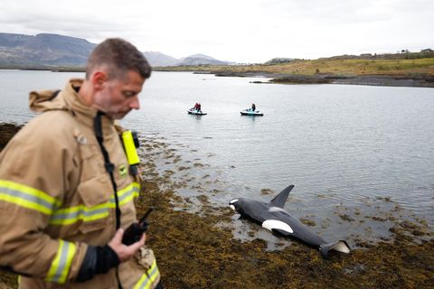 Háhyrningurinn rak á land úti fyrir Geldinganes fyrr í mánuðinum.