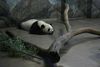 Pandan Bao Bao flytur til Kína
